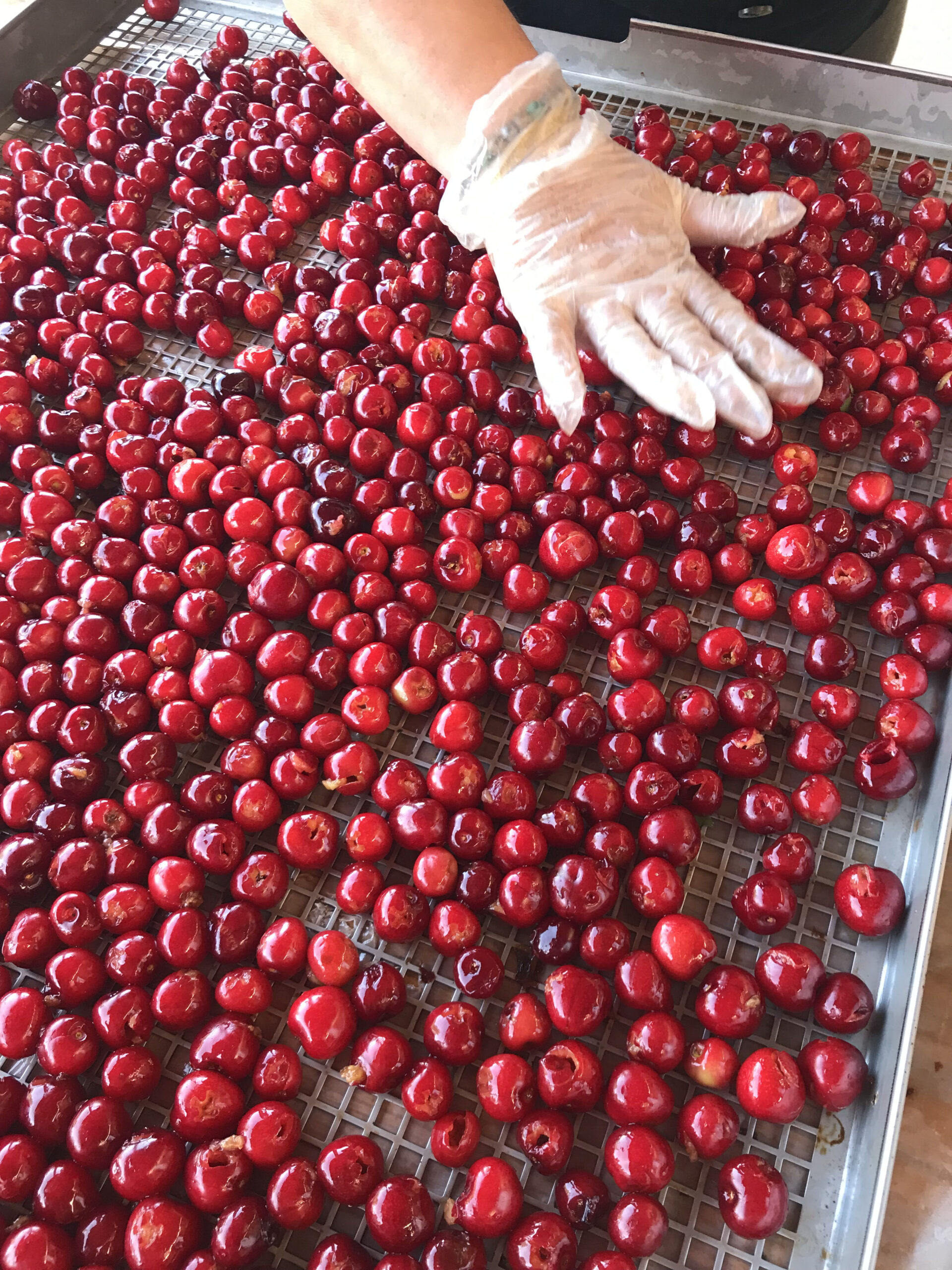 Cerises de Céret : de superbes fruits à consommer tout l'été !