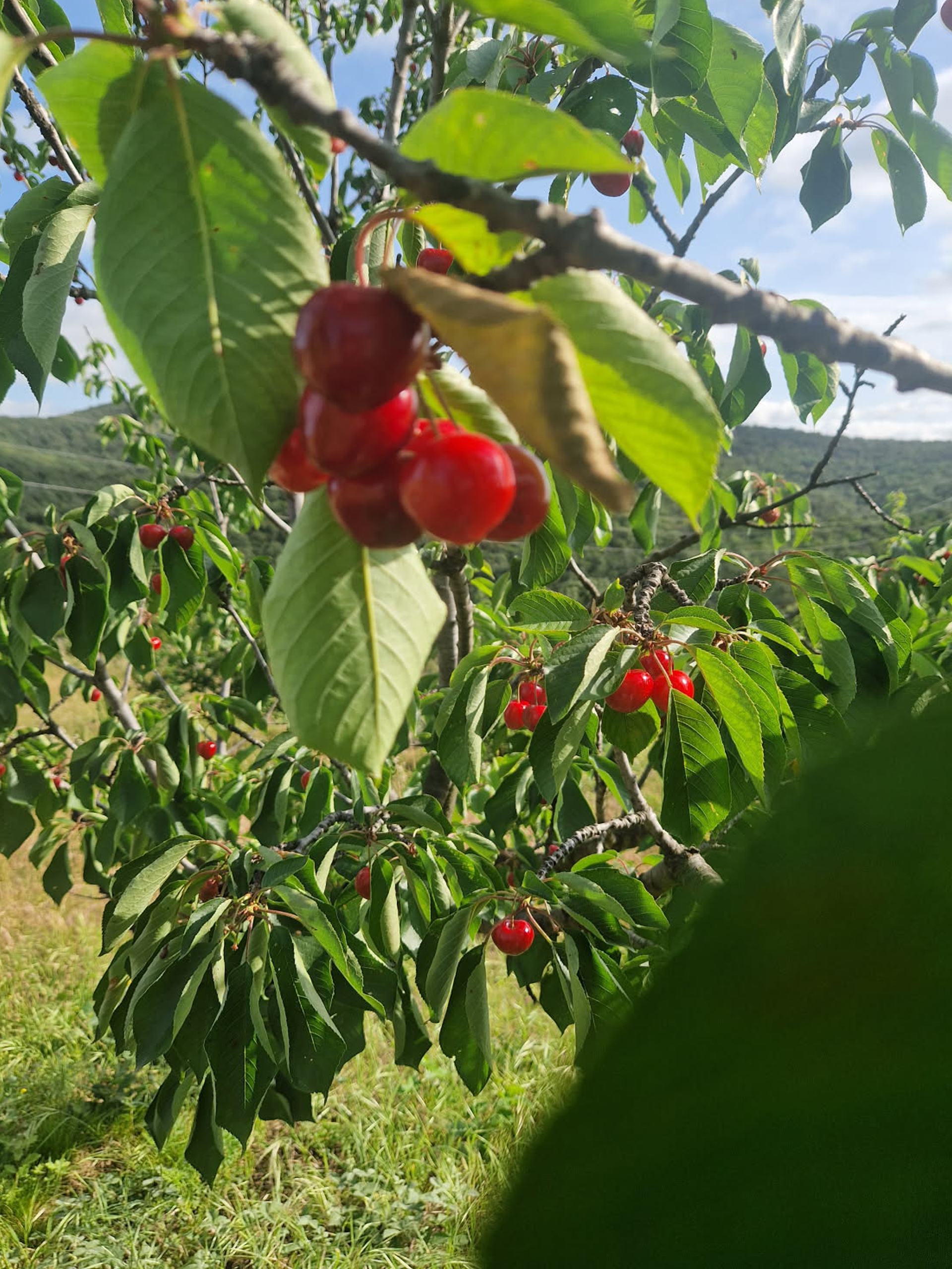 Cerises-Mas-Py-001jpg