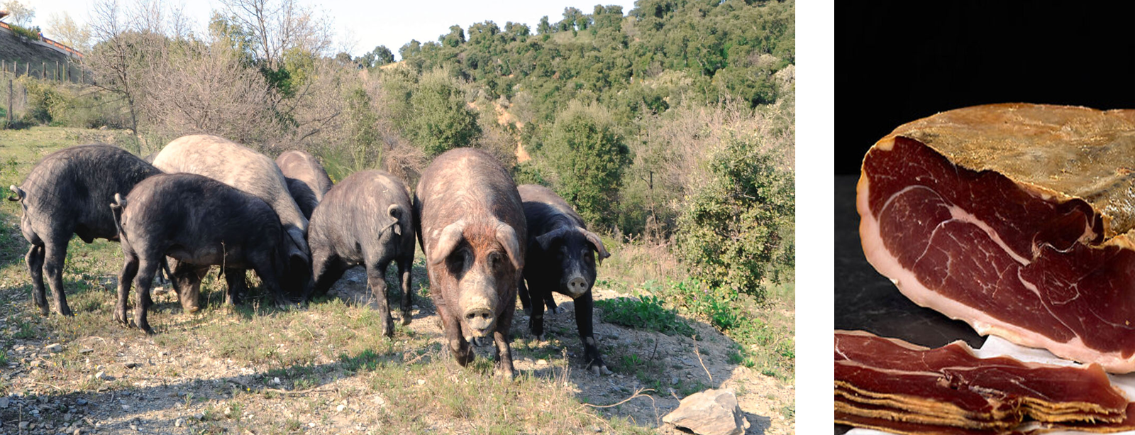 cochons-iberiques-le-mas-py